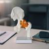 Human Hip Joint Model with Ligaments,Educational,Medical Sturdy Teaching Tool Realistic Scientific