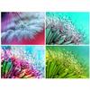 Diamond Painting Full Drill Square Flower Diamond Embroidery Sale Dandelion Pictures Of Rhinestones Full Mosaic Wall Art