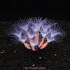 1Pc Silicone Glowing Artificial Coral Fish Tank Decoration Glow In The Dark Fake Coral Ornament Aquarium Underwater Decor Plant