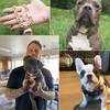 Designer Dog Collar Gold Metal Stainless Steel with Zirconia Lock 14mm 18K Gold Big Dog Luxury Training Collar Cuban Lock Link Necklace Chain(10