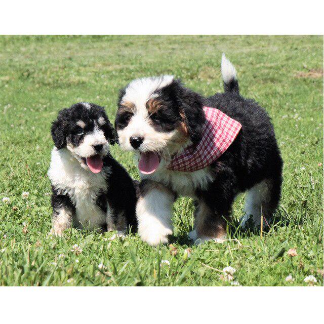 DIY 5D Алмазная картина Собака Вышивка крестиком Алмазная вышивка Продажа Животное Мозаика Стразы Фотографии