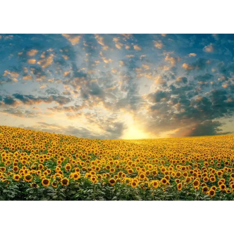 Поле подсолнухов на закате Солнечный пейзаж Художественные постеры Холст Живопись Настенные принты Картины для гостиной Домашний декор Cuadros