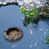 Aquatic Plant Pot for Pond, Floating Decoration Solution