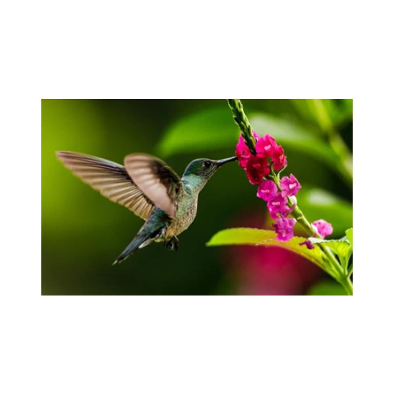 Плакаты и принты с колибри, картина на холсте, птицы, животные, куадрос, настенные художественные картины для гостиной, современный домашний декор, без рамки