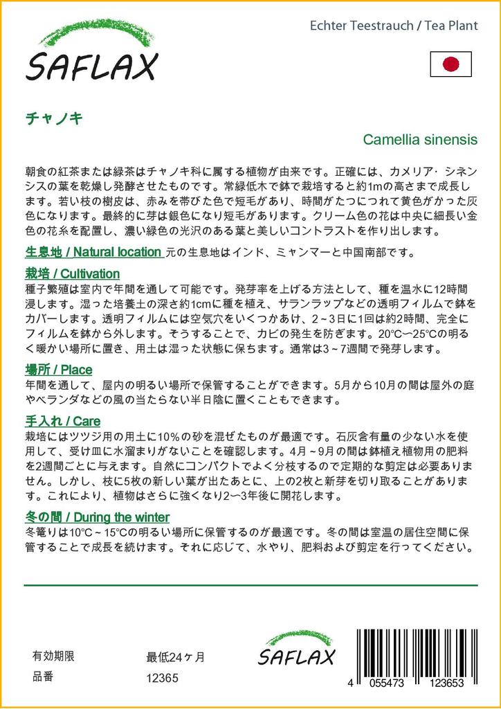 SAFLAX Чайное растение - 6 семян - С горшечным субстратом для лучшего выращивания - Camellia sinensis