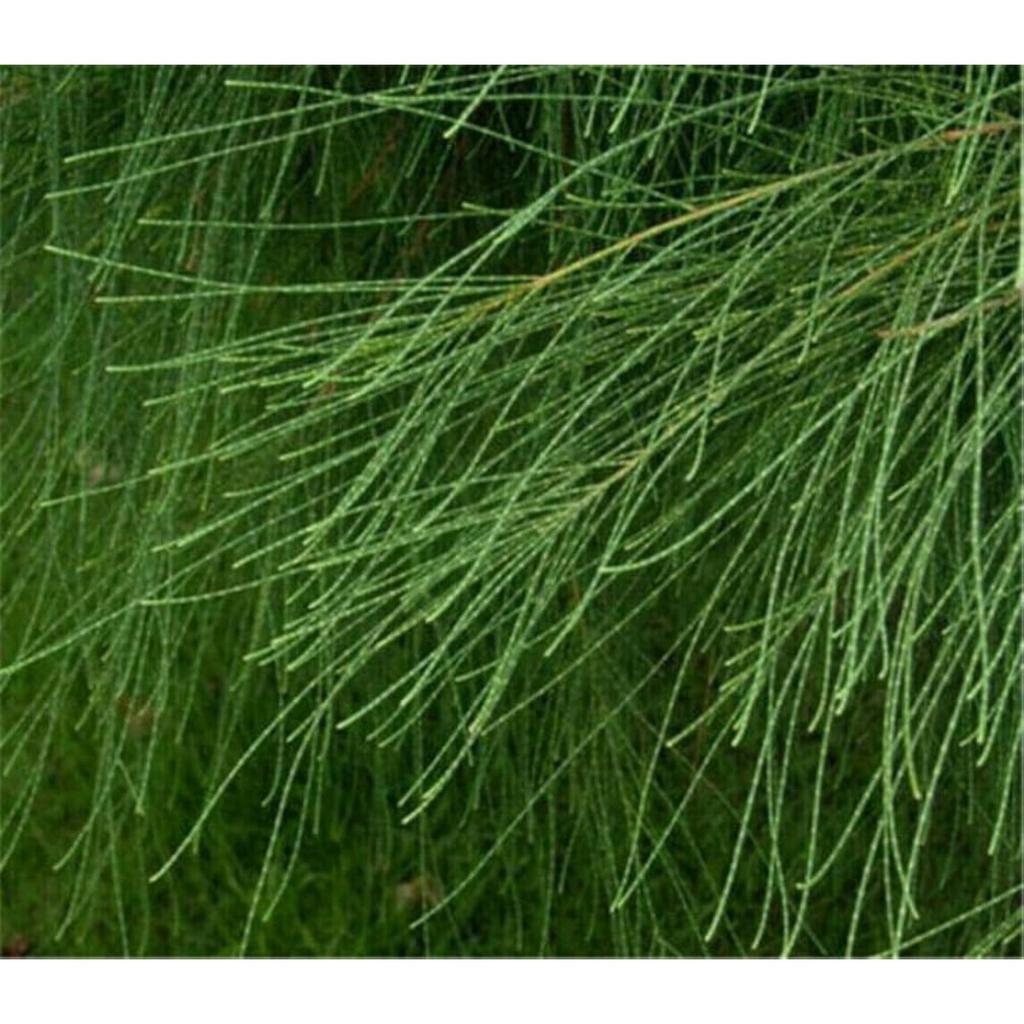 Эфедра травяной чай Китайский оригинальный ароматизированный чай Хороший чай Натуральный органический цветочный чай Зеленый пищевой травяной чай без добавок (500г)