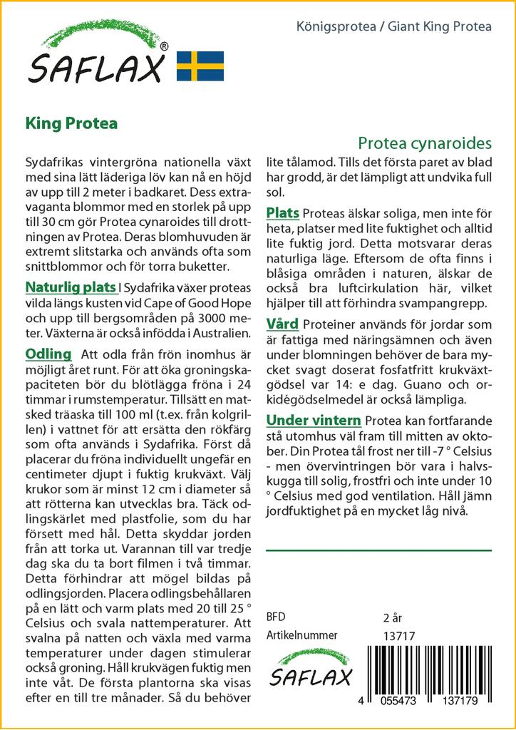 SAFLAX Giant King Protea - 5 семян - С горшечным субстратом для лучшего выращивания - Protea cynaroides