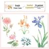 Huike Colored Pencil Art Book: 24 Solar Terms Flowers