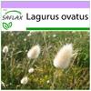 Bunny Tail Grass - 100 Seeds - Lagurus Ovatus