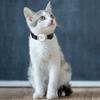 Pet Anti-Lost GPS Tracker BT Real-time Tracking Dog Cat Collar Finder Anti-Lost GPS Tracker Locator Finder для собак и кошек