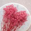 Stabilized Gypsophila - (Gypsophila) - Royal Bouquet - Pink