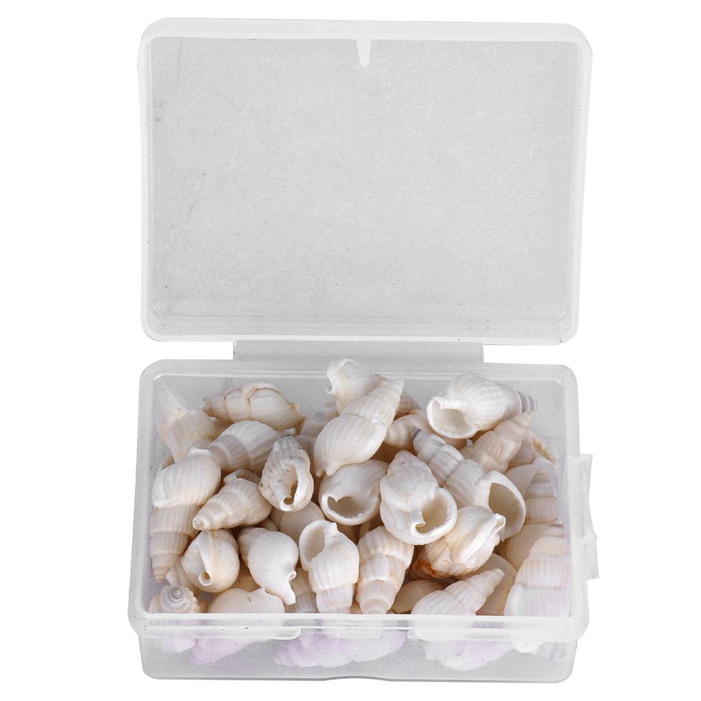 Natural Shells Sea Snail Jewelry Craft DIY Conch Home Wedding Decorations Ornament