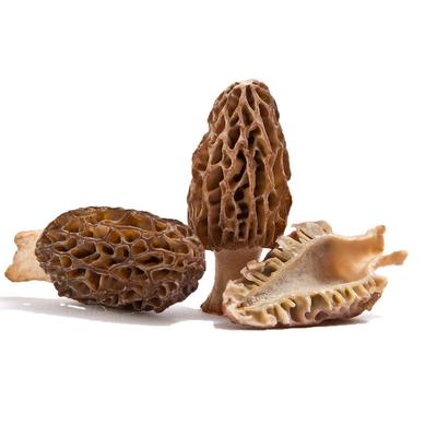 Конический мицелий сморчка - набор для выращивания грибов