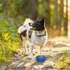 Folding Bowl for Dog 300ml Silicone Blue, for Walking and Travel