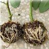 5cm-12cm Black Fruit Plant Tree Rooting Ball Root Box Plastic Breeding Case Propagation Grafting Rooter Growing High-pressure
