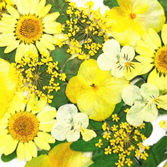 1 Set Dried Pressed Flowers Kit Colorful Natural Flowers DIY Art Crafts Supplies Resin Jewelry Epoxy Mold Candle Soap Vase Making Nail Card