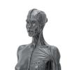 30 см человеческая анатомическая модель женской скелетно-мышечной структуры скульптура для обучения