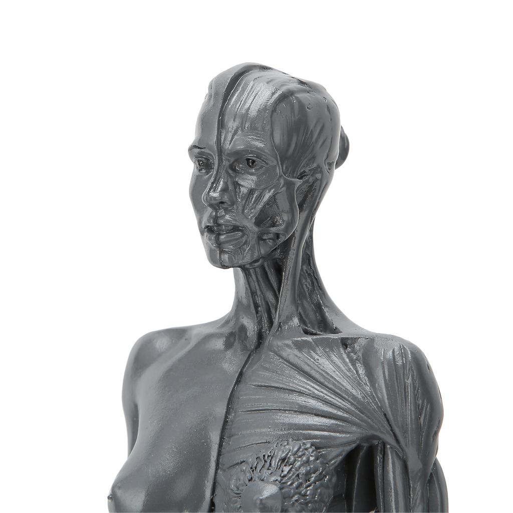 30 см человеческая анатомическая модель женской скелетно-мышечной структуры скульптура для обучения