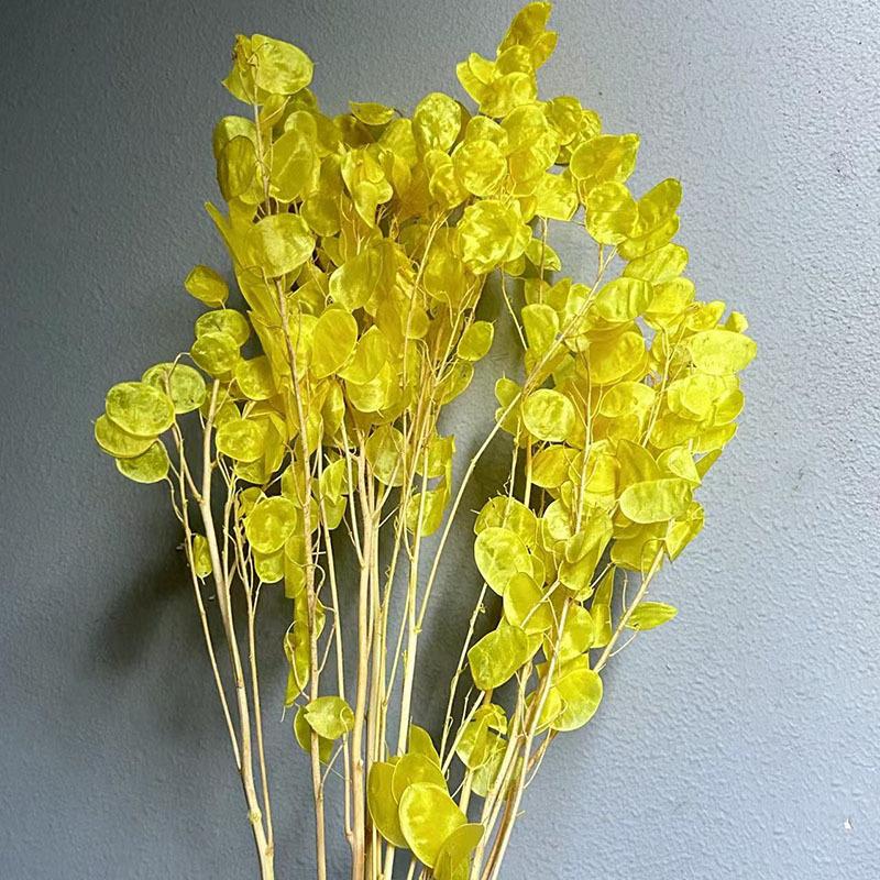 Сухоцвет серебряный веер, белый цветок, украшение для дома своими руками, букет, натуральный настоящий цветок, сухоцвет серебряный веер, бессмертный цветок