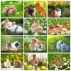 5D Diy Diamond Painting Mosaic Rabbit Daisy Full Square/Round Embroidery Animal Grass Home Decor