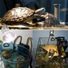 1 шт. Pet Uva Uvb рептилия черепаха нагревательная лампа полный спектр солнечные лампы греющиеся питомец 25 Вт/50 Вт/75 Вт