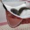 Fashion Plush Double Layer Squirrel Beds Hamster Cage Pet Sleeping Bag Pet Hammock