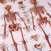Learn the names of bones and muscles throughout the body. Human anatomy poster, skeleton and muscle set, B2 size - 3B Scientific