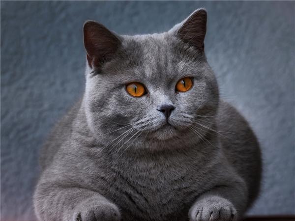 5d Diy Алмазная картина Новая коллекция Кошка Вышивка Мозаика Русская Голубая Животное Квадрат/круглый Домашний Декор