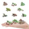 Simulation Amphibian Frog Triangular Dead Leaf Frog Red-Eyed Tree Frog Darwin Frog Static Model Ornament
