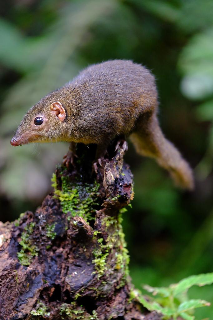 Fujifilm Fujinon XF 50-140mm f/2.8 R LM OIS WR