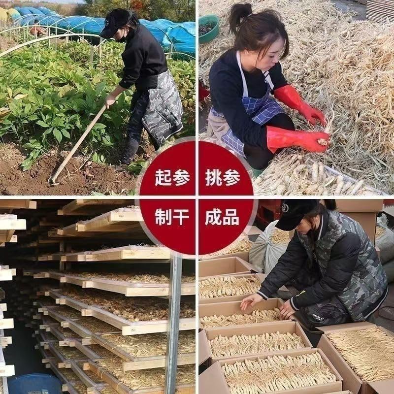 JINQI Changbai Mountain Korean Panax 100g Ginseng, Ginseng,