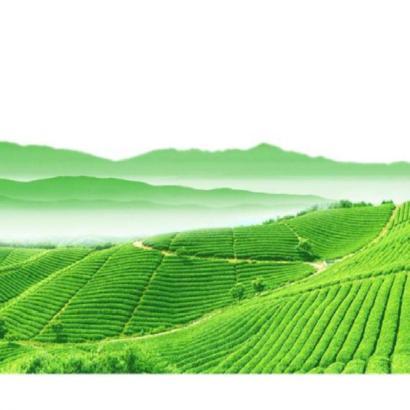 100g Chrysanthemum Flower Tea Genuine Hangzhou Aromatic Blooming Tea Green Food