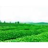 Yunnan Dian Hong Black Tea Fengqing Ancient Tree Loose Leaf Natural Sweet Aroma Premium Health Drink