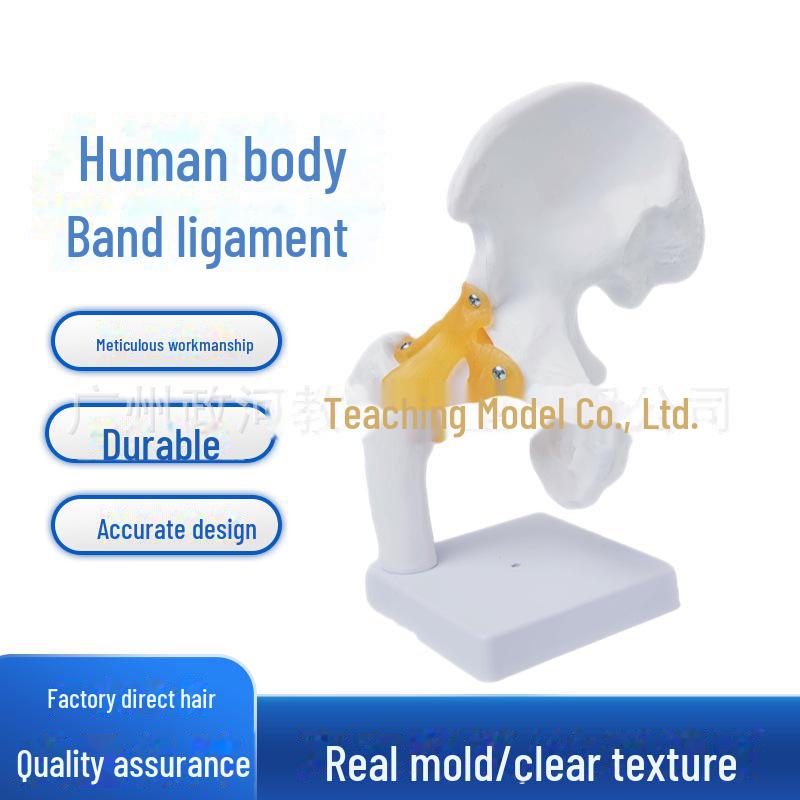 Набор моделей натуральных человеческих суставов: Колено, Плечо, Локоть, Рука, Стопа, Бедро