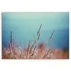 Canvas print, Grass stems