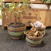 Cotton & Seagrass Large Baskets – Natural Black & Green- Set of 3