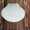10Pcs Natural Scallop Shells DIY Crafts Theme Party Decor Bright White Seashells Jewelry Christmas Decoration