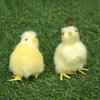 Prop Scene Model Lovely Doll Lifelike Bird Easter Plush Chick Simulation Furry Chicken Kids Toy