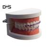 Temporary Tooth Decoration with Metal Wires Brackets Orthodontic Ligatures Orthodontists Explain Dental Students Practice Props
