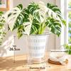 Thickened Transparent Double-Layer Root Control Pot for Phalaenopsis Orchids – Breathable, Large Caliber