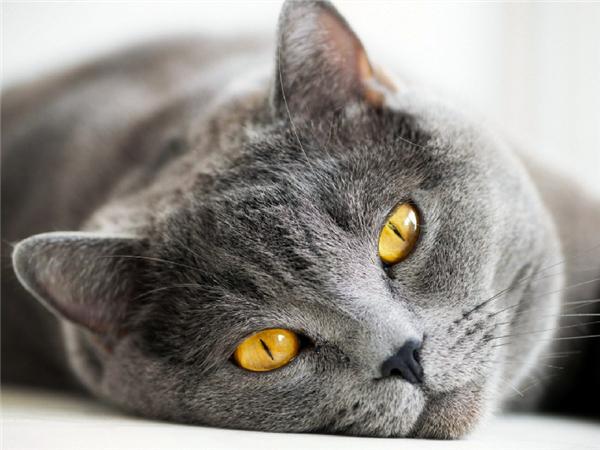 5d Diy Алмазная картина Новая коллекция Кошка Вышивка Мозаика Русская Голубая Животное Квадрат/круглый Домашний Декор