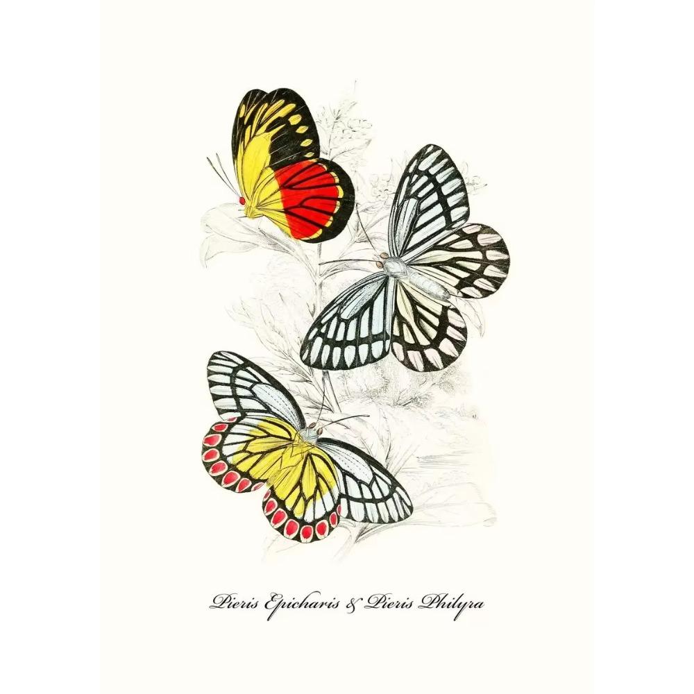 Vintage Butterflies poster Vintage Dead Leaf Butterfly Specimen Minimalist Wall Print Canvas Posters for Home Decor