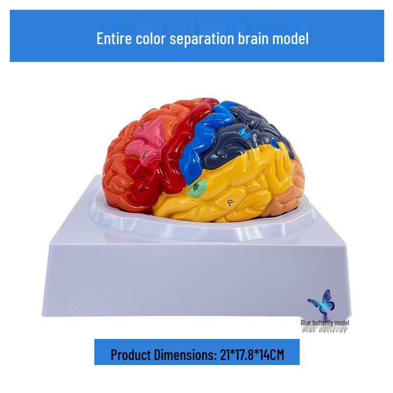 Color-Coded 1:1 Brain Function Partition Model - Teaching Simulation Tool