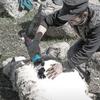 Портативная электрическая машинка для стрижки овец с регулировкой скорости