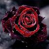 5D Diy Diamond Painting Dark Red Rose Diamond Embroidery Full Lay Anime Cross Stitch Kits Home Decor Handmade Gift