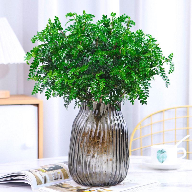 Hydroponic Fragrant Wood Plant: Indoor Insect & Mosquito Repellent, Evergreen, Year-Round Water-Cultured Green Plant for Desktops.