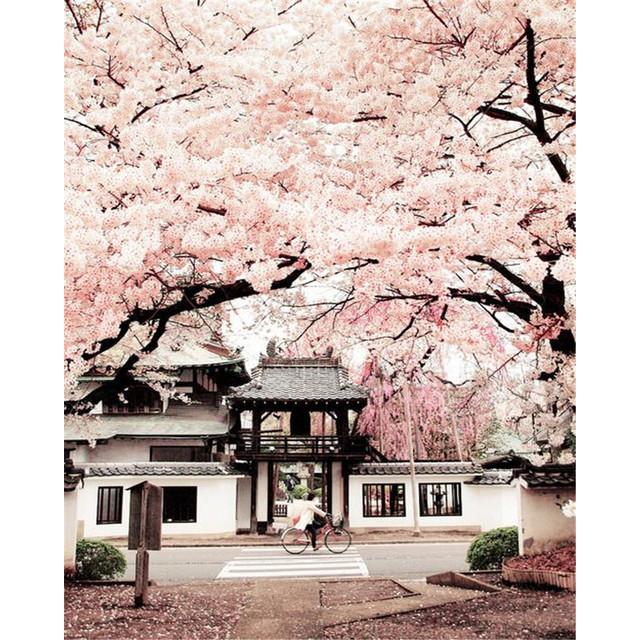 40x50 см краска по номерам розовое дерево пейзаж DIY картина по номерам вишни ручная роспись уникальный подарок домашний декор