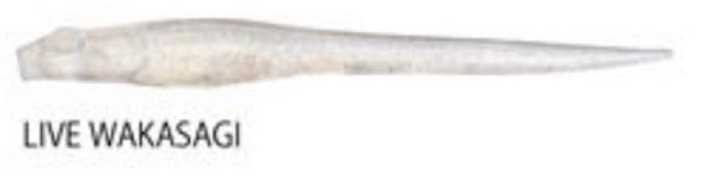 Megabass Soft Lure Hazedong 3 Inches Live Wakasagi (0510)