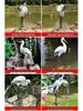 Simulated Heron Ornament for Outdoor Garden and Courtyard Landscaping Decoration - Egret Resin Craft