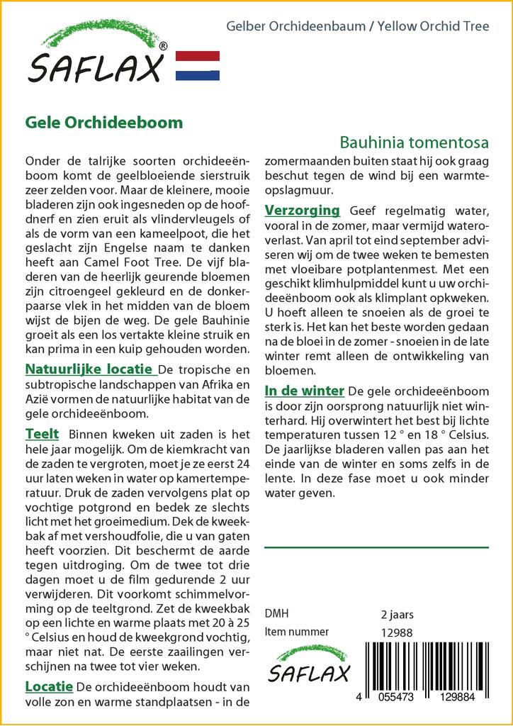 SAFLAX Желтая орхидея - 30 семян - Bauhinia tomentosa